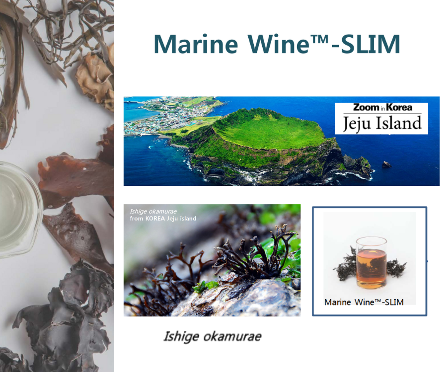 Marine Wine-Slim สารสกัดจากสาหร่ายสีน้ำตาล Ishige okamurae จากเกาะเชจู อุดมด้วยสารDPHC ต้านอนุมูลอิสระ ลดเซลลูไลท์และไขมันส่วนเกิน